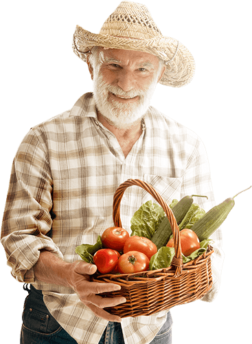 Farmer's hands holding a basket of freshly harvested organic vegetables